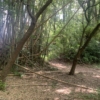 Thumbnail of new posts 196